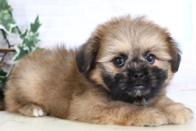 鳥取県のポメズー/ポメシーズ(ポメラニアン×シーズー) (Coo&RIKUラ・ムー鳥取東店/2026年1月1日生まれ/女の子/ウルフセーブル)の子犬の2枚目の画像