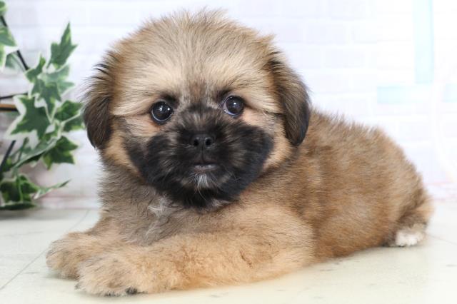 鳥取県のポメズー/ポメシーズ(ポメラニアン×シーズー) (Coo&RIKUラ・ムー鳥取東店/2026年1月1日生まれ/女の子/ウルフセーブル)の子犬の3枚目の画像