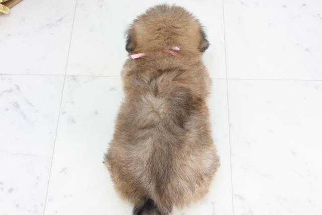 鳥取県のポメズー/ポメシーズ(ポメラニアン×シーズー) (Coo&RIKUラ・ムー鳥取東店/2026年1月1日生まれ/女の子/ウルフセーブル)の子犬の4枚目の画像