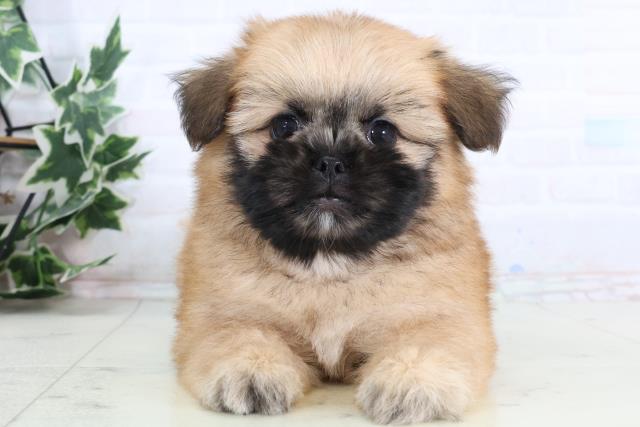 島根県のポメズー/ポメシーズ(ポメラニアン×シーズー) (Coo&RIKU出雲店/2026年1月1日生まれ/女の子/ウルフセーブル)の子犬の1枚目の画像