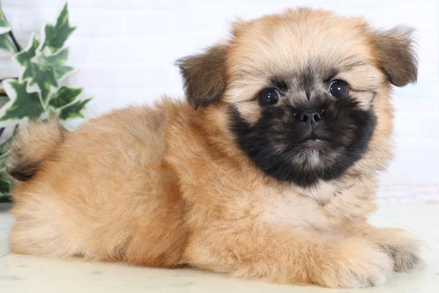 島根県のポメズー/ポメシーズ(ポメラニアン×シーズー) (Coo&RIKU出雲店/2026年1月1日生まれ/女の子/ウルフセーブル)の子犬の2枚目の画像