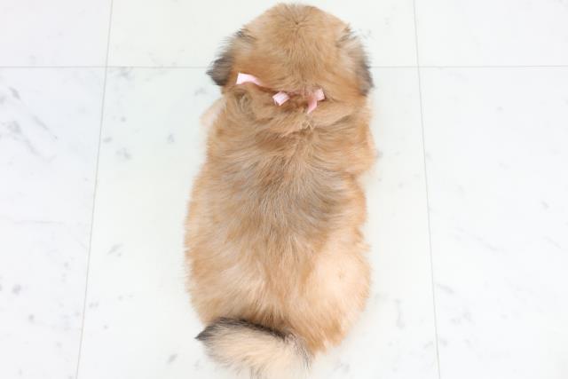 島根県のポメズー/ポメシーズ(ポメラニアン×シーズー) (Coo&RIKU出雲店/2026年1月1日生まれ/女の子/ウルフセーブル)の子犬の4枚目の画像