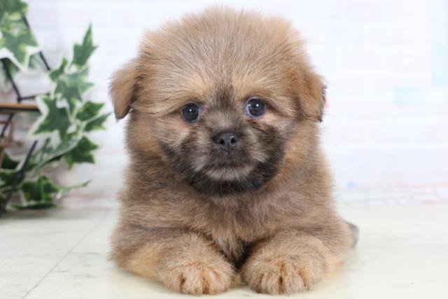 岡山県のポメズー/ポメシーズ(ポメラニアン×シーズー) (Coo&RIKU岡山店/2026年1月1日生まれ/女の子/ウルフセーブル)の子犬の1枚目の画像