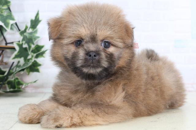 岡山県のポメズー/ポメシーズ(ポメラニアン×シーズー) (Coo&RIKU岡山店/2026年1月1日生まれ/女の子/ウルフセーブル)の子犬の3枚目の画像