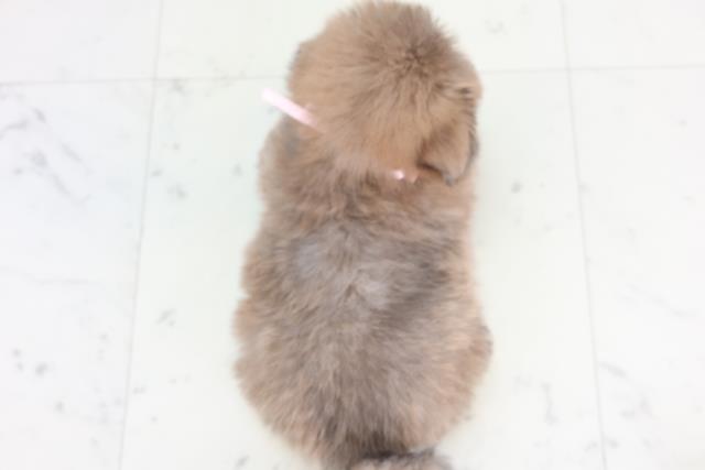 岡山県のポメズー/ポメシーズ(ポメラニアン×シーズー) (Coo&RIKU岡山店/2026年1月1日生まれ/女の子/ウルフセーブル)の子犬の4枚目の画像