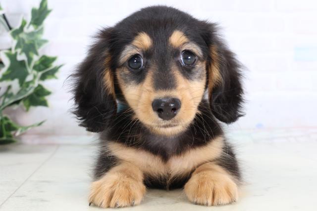 広島県のカニンヘンダックスフンド(ロング) (Coo&RIKU福山店/2026年1月2日生まれ/男の子/ブラックタン)の子犬の1枚目の画像