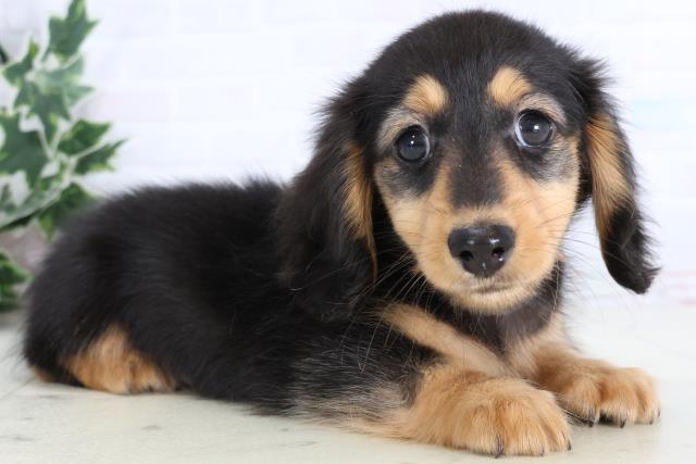 広島県のカニンヘンダックスフンド(ロング) (Coo&RIKU福山店/2026年1月2日生まれ/男の子/ブラックタン)の子犬の2枚目の画像