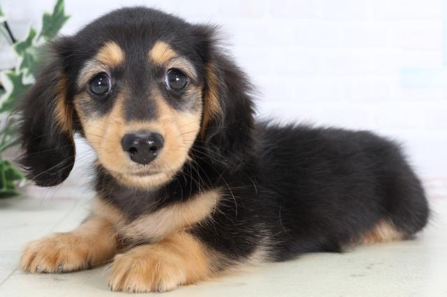 広島県のカニンヘンダックスフンド(ロング) (Coo&RIKU福山店/2026年1月2日生まれ/男の子/ブラックタン)の子犬の3枚目の画像