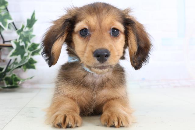 広島県のカニンヘンダックスフンド(ロング) (Coo&RIKU福山店/2026年1月2日生まれ/男の子/レッド)の子犬の1枚目の画像