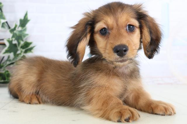 広島県のカニンヘンダックスフンド(ロング) (Coo&RIKU福山店/2026年1月2日生まれ/男の子/レッド)の子犬の2枚目の画像