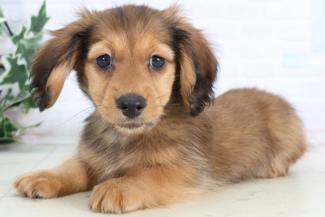 広島県のカニンヘンダックスフンド(ロング) (Coo&RIKU福山店/2026年1月2日生まれ/男の子/レッド)の子犬の3枚目の画像