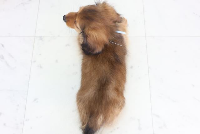 広島県のカニンヘンダックスフンド(ロング) (Coo&RIKU福山店/2026年1月2日生まれ/男の子/レッド)の子犬の4枚目の画像