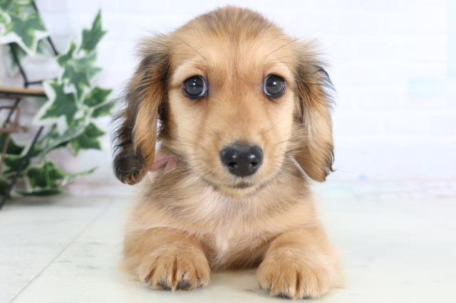 カニンヘンダックスフンド