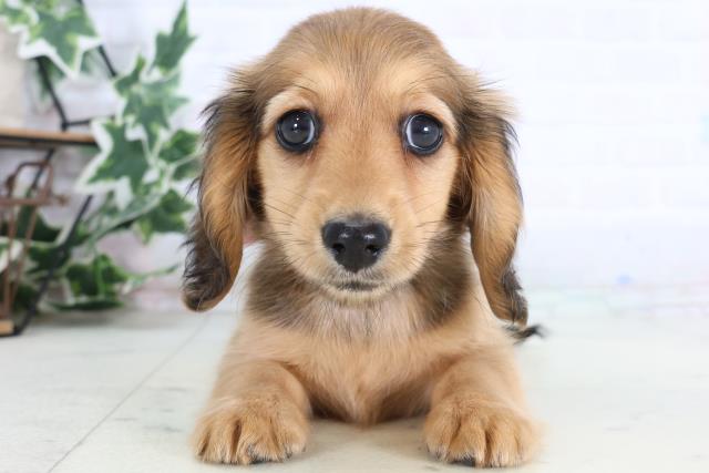 愛媛県のカニンヘンダックスフンド(ロング) (Coo&RIKU愛媛松山店/2026年1月2日生まれ/女の子/レッド)の子犬の1枚目の画像