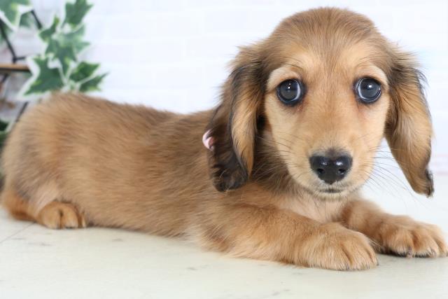 愛媛県のカニンヘンダックスフンド(ロング) (Coo&RIKU愛媛松山店/2026年1月2日生まれ/女の子/レッド)の子犬の2枚目の画像