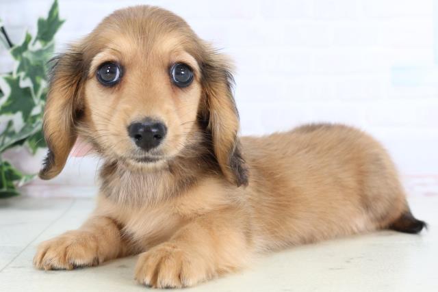 愛媛県のカニンヘンダックスフンド(ロング) (Coo&RIKU愛媛松山店/2026年1月2日生まれ/女の子/レッド)の子犬の3枚目の画像