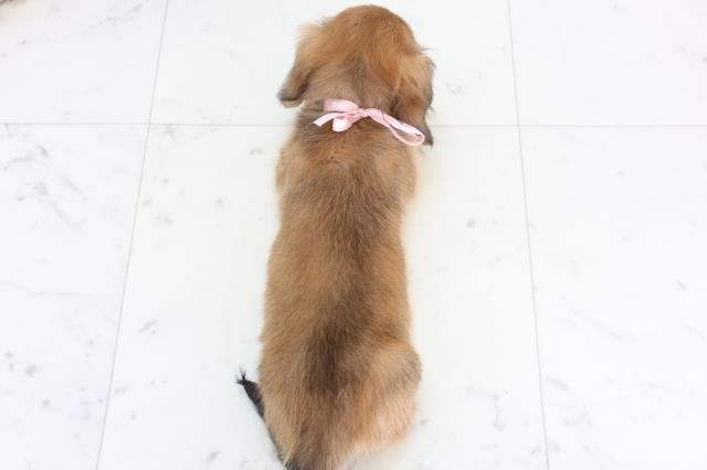 愛媛県のカニンヘンダックスフンド(ロング) (Coo&RIKU愛媛松山店/2026年1月2日生まれ/女の子/レッド)の子犬の4枚目の画像