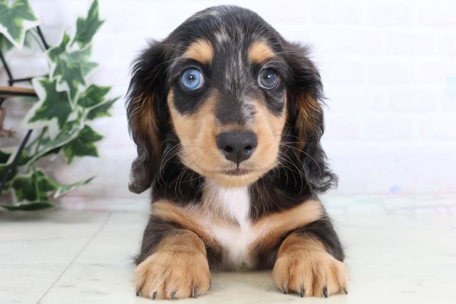 鳥取県のミニチュアダックスフンド(ロング) (Coo&RIKUラ・ムー鳥取東店/2026年1月2日生まれ/男の子/シルバーダップル)の子犬の1枚目の画像