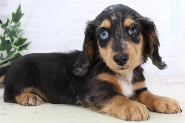 鳥取県のミニチュアダックスフンド(ロング) (Coo&RIKUラ・ムー鳥取東店/2026年1月2日生まれ/男の子/シルバーダップル)の子犬の2枚目の画像