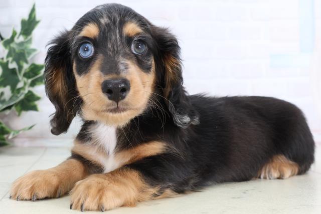 鳥取県のミニチュアダックスフンド(ロング) (Coo&RIKUラ・ムー鳥取東店/2026年1月2日生まれ/男の子/シルバーダップル)の子犬の3枚目の画像