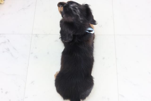 鳥取県のミニチュアダックスフンド(ロング) (Coo&RIKUラ・ムー鳥取東店/2026年1月2日生まれ/男の子/シルバーダップル)の子犬の4枚目の画像