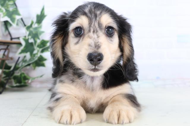 福岡県のミニチュアダックスフンド(ロング) (Coo&RIKUゆめタウン飯塚店/2026年1月2日生まれ/男の子/シルバーダップル)の子犬の1枚目の画像