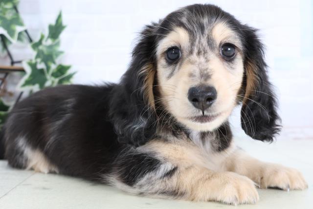 福岡県のミニチュアダックスフンド(ロング) (Coo&RIKUゆめタウン飯塚店/2026年1月2日生まれ/男の子/シルバーダップル)の子犬の2枚目の画像