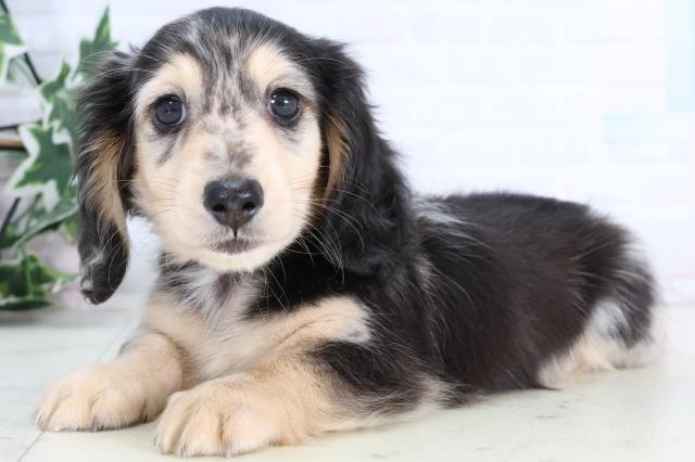 福岡県のミニチュアダックスフンド(ロング) (Coo&RIKUゆめタウン飯塚店/2026年1月2日生まれ/男の子/シルバーダップル)の子犬の3枚目の画像