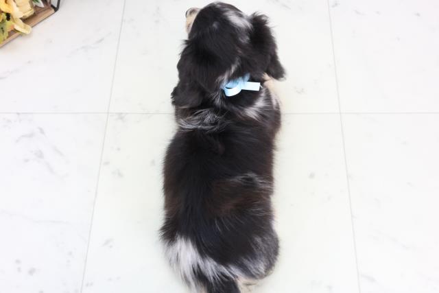 福岡県のミニチュアダックスフンド(ロング) (Coo&RIKUゆめタウン飯塚店/2026年1月2日生まれ/男の子/シルバーダップル)の子犬の4枚目の画像