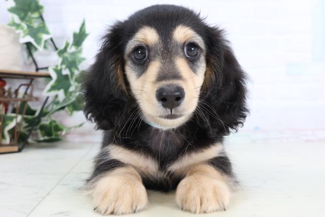 ミニチュア・ダックスフンド