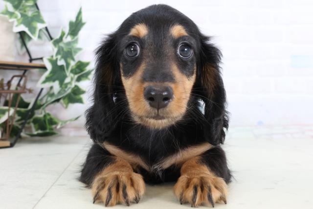 ミニチュア・ダックスフンド