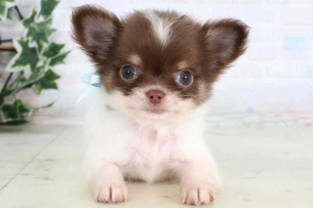 福岡県のチワワ(ロング) (Coo&RIKUフォレストシティ春日店/2026年1月3日生まれ/男の子/チョコレートタンホワイト)の子犬の1枚目の画像