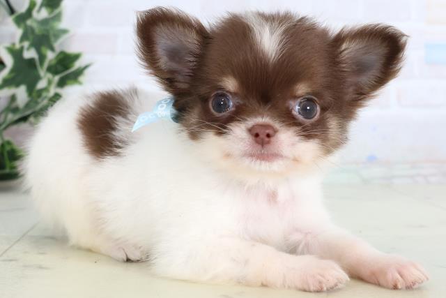 福岡県のチワワ(ロング) (Coo&RIKUフォレストシティ春日店/2026年1月3日生まれ/男の子/チョコレートタンホワイト)の子犬の2枚目の画像