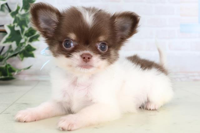 福岡県のチワワ(ロング) (Coo&RIKUフォレストシティ春日店/2026年1月3日生まれ/男の子/チョコレートタンホワイト)の子犬の3枚目の画像