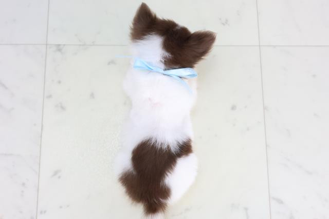 福岡県のチワワ(ロング) (Coo&RIKUフォレストシティ春日店/2026年1月3日生まれ/男の子/チョコレートタンホワイト)の子犬の4枚目の画像