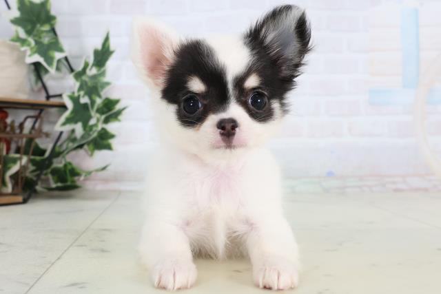 岡山県のチワワ(ロング) (Coo&RIKU岡山店/2026年1月3日生まれ/女の子/ホワイトタンブラック)の子犬の1枚目の画像