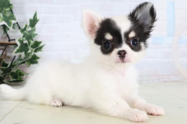 岡山県のチワワ(ロング) (Coo&RIKU岡山店/2026年1月3日生まれ/女の子/ホワイトタンブラック)の子犬の2枚目の画像