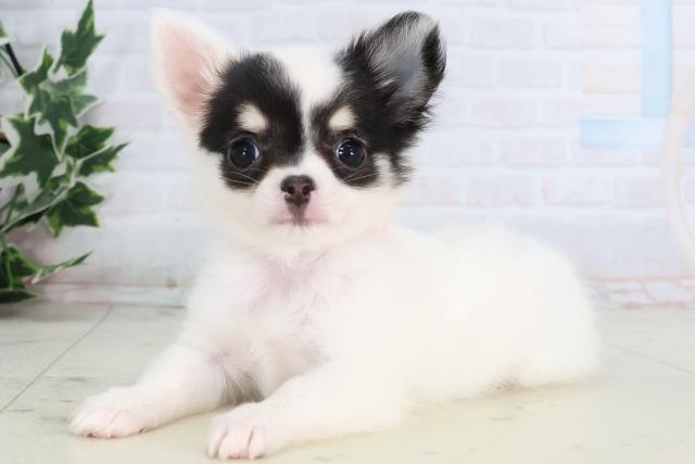 岡山県のチワワ(ロング) (Coo&RIKU岡山店/2026年1月3日生まれ/女の子/ホワイトタンブラック)の子犬の3枚目の画像