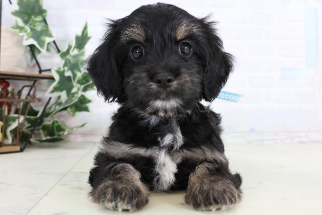 岡山県のマルックス(マルチーズ×ダックス) (Coo&RIKU岡山店/2026年1月4日生まれ/男の子/ブラックイエロー)の子犬の1枚目の画像