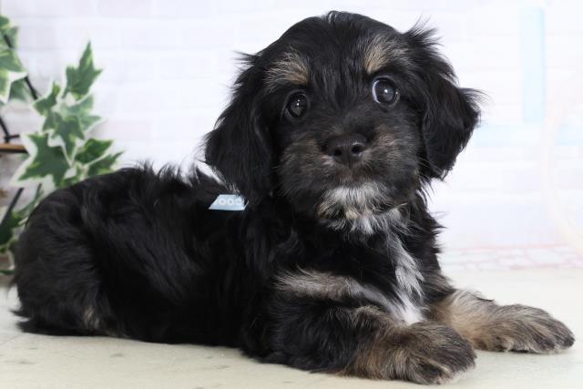 岡山県のマルックス(マルチーズ×ダックス) (Coo&RIKU岡山店/2026年1月4日生まれ/男の子/ブラックイエロー)の子犬の2枚目の画像