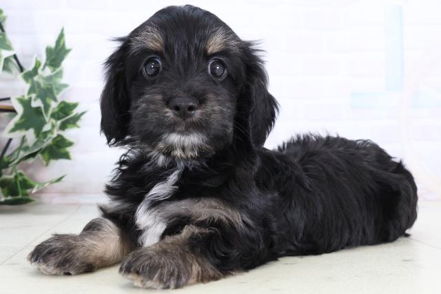 岡山県のマルックス(マルチーズ×ダックス) (Coo&RIKU岡山店/2026年1月4日生まれ/男の子/ブラックイエロー)の子犬の3枚目の画像