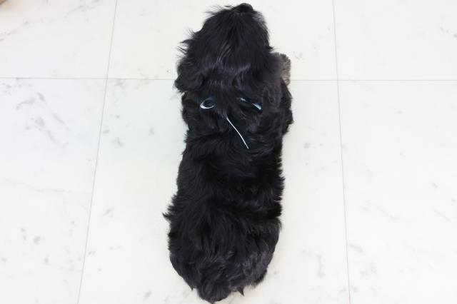 岡山県のマルックス(マルチーズ×ダックス) (Coo&RIKU岡山店/2026年1月4日生まれ/男の子/ブラックイエロー)の子犬の4枚目の画像