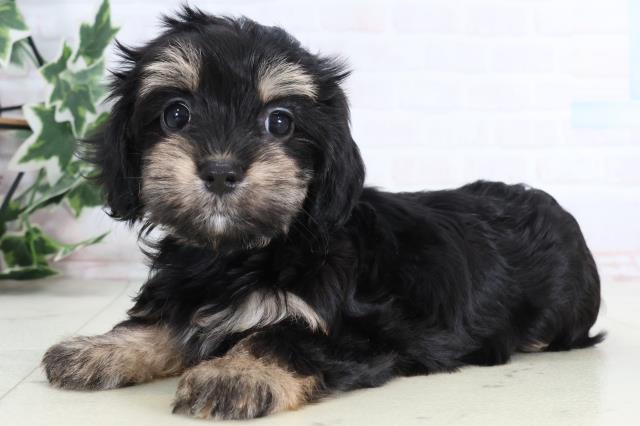 島根県のマルックス(マルチーズ×ダックス) (Coo&RIKU出雲店/2026年1月4日生まれ/女の子/ブラックイエロー)の子犬の3枚目の画像