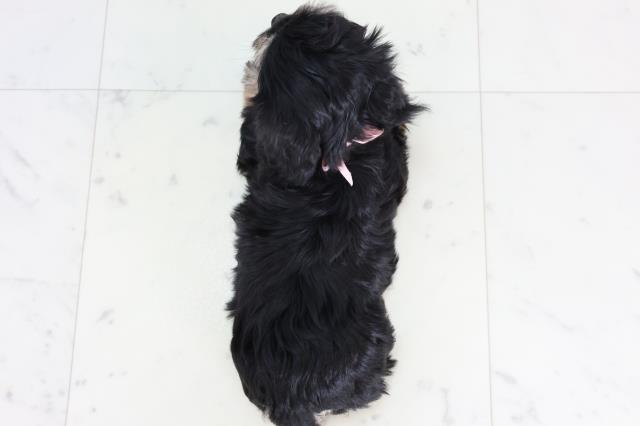 島根県のマルックス(マルチーズ×ダックス) (Coo&RIKU出雲店/2026年1月4日生まれ/女の子/ブラックイエロー)の子犬の4枚目の画像