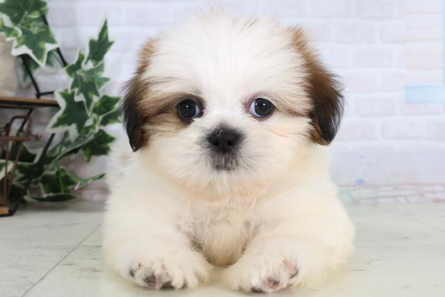 福岡県のシーズー (Coo&RIKU久留米店/2026年1月4日生まれ/男の子/ゴールドホワイト)の子犬の1枚目の画像