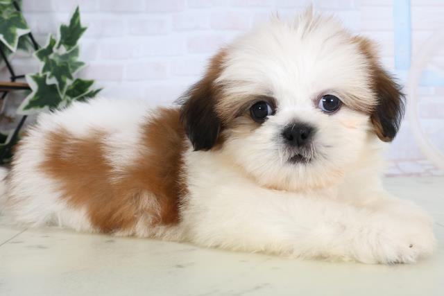 福岡県のシーズー (Coo&RIKU久留米店/2026年1月4日生まれ/男の子/ゴールドホワイト)の子犬の2枚目の画像