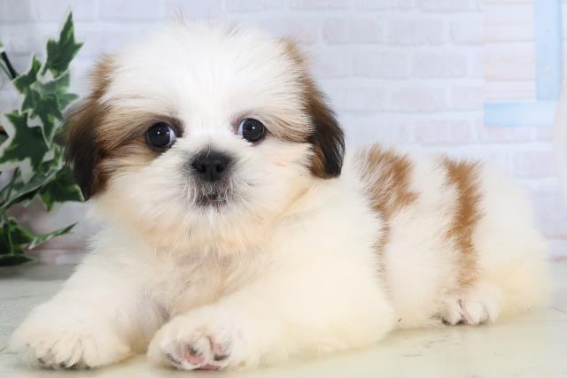 福岡県のシーズー (Coo&RIKU久留米店/2026年1月4日生まれ/男の子/ゴールドホワイト)の子犬の3枚目の画像