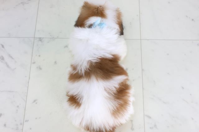 福岡県のシーズー (Coo&RIKU久留米店/2026年1月4日生まれ/男の子/ゴールドホワイト)の子犬の4枚目の画像