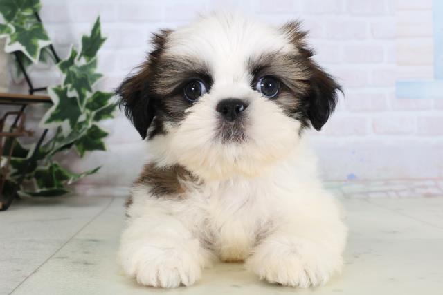 長崎県のシーズー (Coo&RIKU大村店/2026年1月4日生まれ/男の子/ゴールドホワイト)の子犬の1枚目の画像