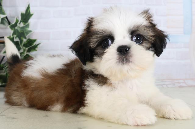 長崎県のシーズー (Coo&RIKU大村店/2026年1月4日生まれ/男の子/ゴールドホワイト)の子犬の2枚目の画像